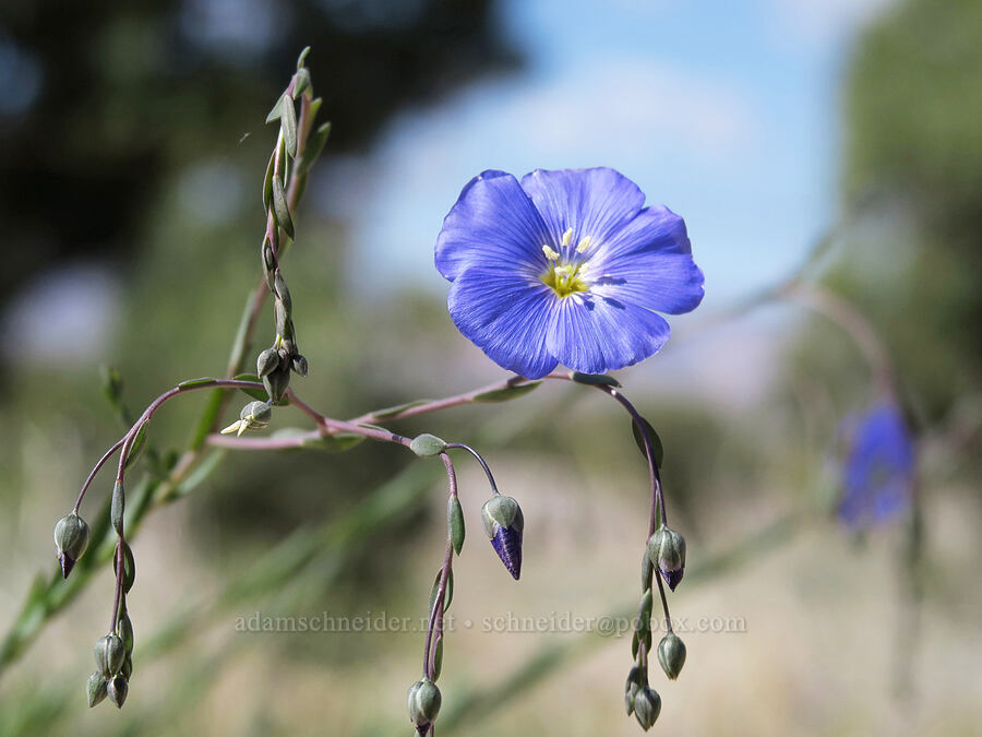 blue flax (Linum lewisii (Linum perenne var. lewisii)) [Horse Canyon Rest Area, Emery County, Utah]