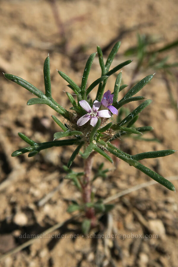 dwarf skyrocket (Ipomopsis pumila (Gilia pumila)) [Horse Canyon Rest Area, Emery County, Utah]