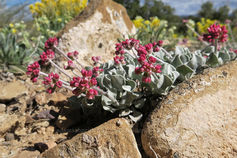 purple cushion buckwheat (Eriogonum ovalifolium var. purpureum) [Horse Canyon Rest Area, Emery County, Utah]
