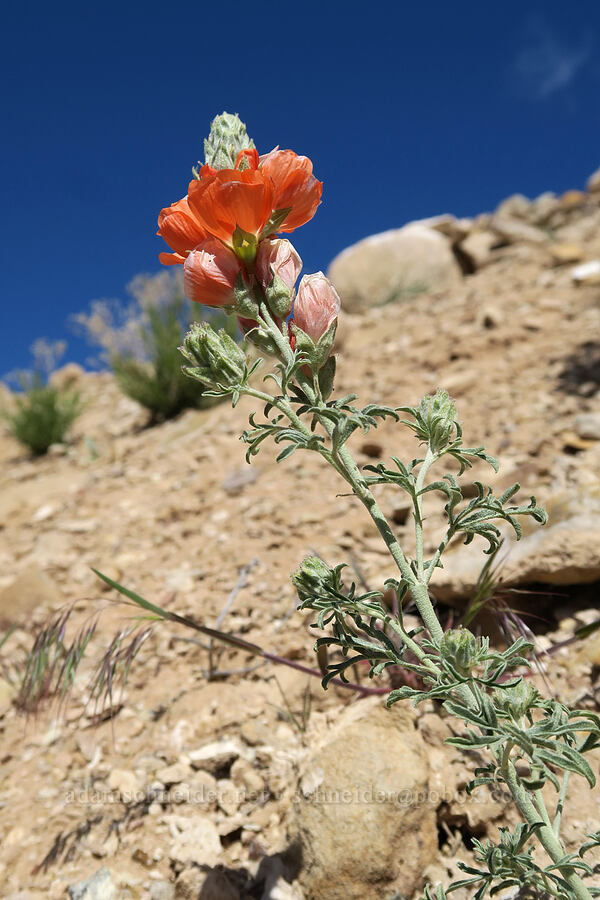 scarlet globe mallow (Sphaeralcea coccinea) [Horse Canyon Rest Area, Emery County, Utah]