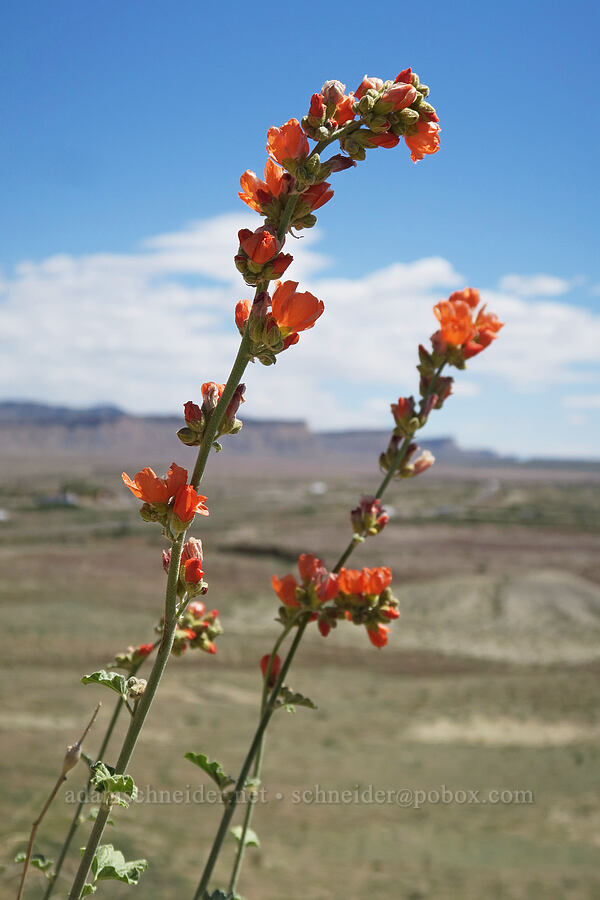 little-leaf globe mallow (Sphaeralcea parvifolia) [Crescent Junction Rest Area, Grand County, Utah]