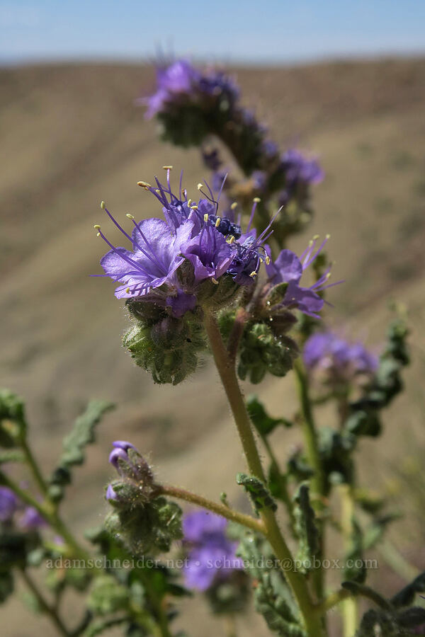 notch-leaved phacelia (Phacelia crenulata) [Crescent Junction Rest Area, Grand County, Utah]
