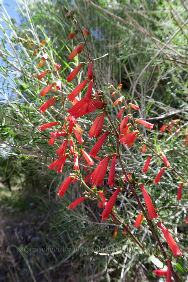 firecracker penstemon (Penstemon eatonii) [Utah SR-128, Grand County, Utah]