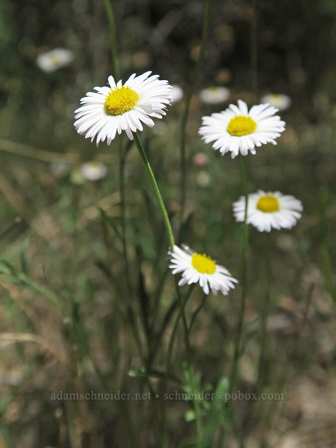 unknown fleabane (Erigeron sp.) [Grandstaff Canyon, Grand County, Utah]