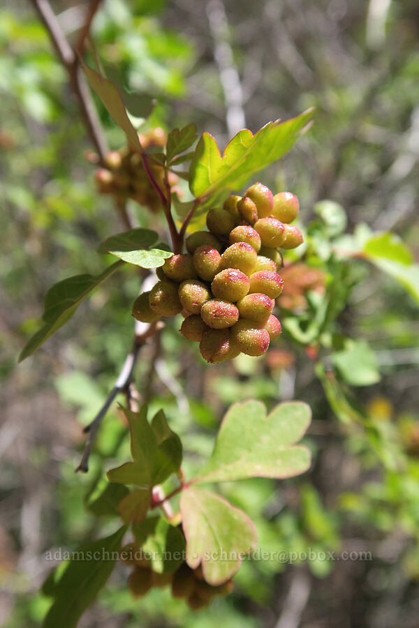 skunk-bush sumac berries (Rhus trilobata (Rhus aromatica var. trilobata)) [Grandstaff Canyon, Grand County, Utah]