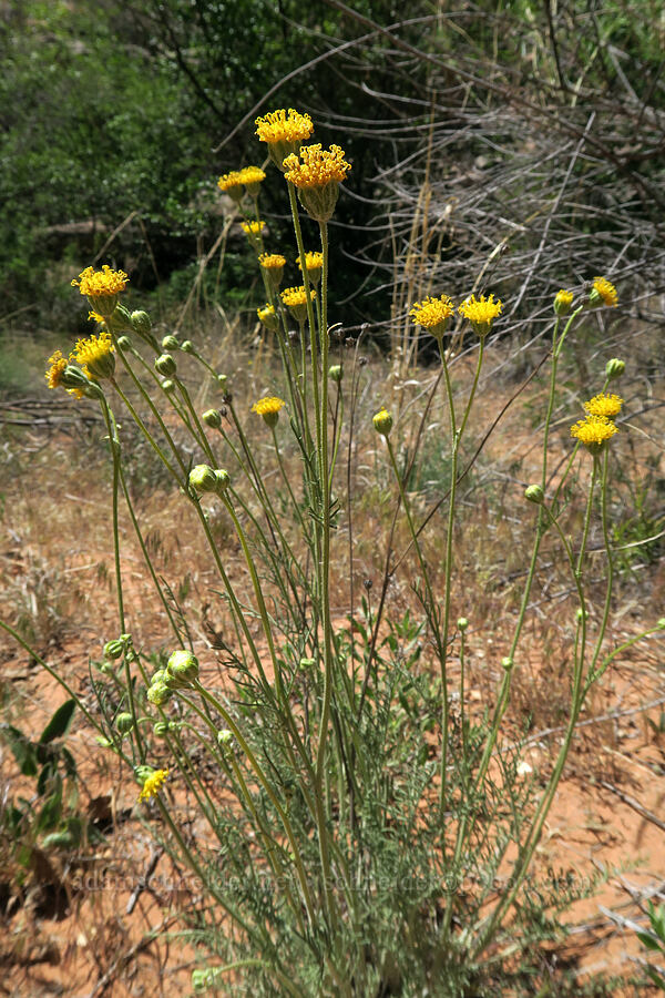 thread-leaf sunflower (Hymenopappus filifolius) [Grandstaff Canyon, Grand County, Utah]