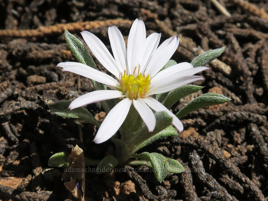 Townsend daisy (Townsendia sp.) [Grandstaff Canyon, Grand County, Utah]