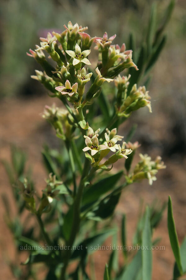 bastard toadflax (Comandra umbellata) [Grandstaff Canyon, Grand County, Utah]