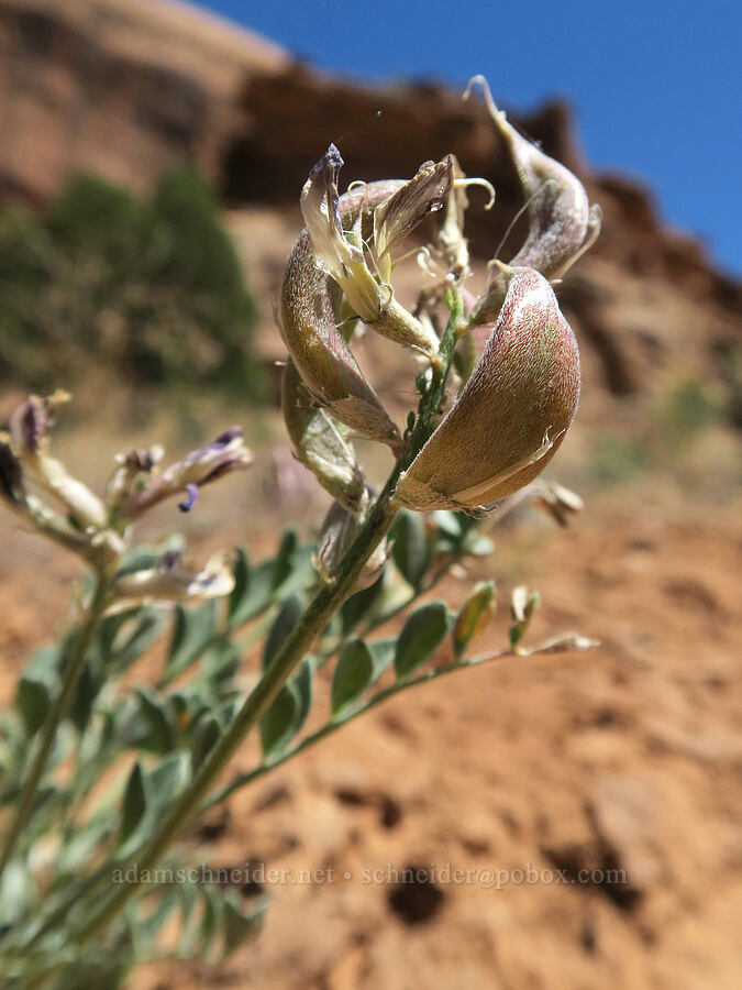crescent milk-vetch seed-pods (Astragalus amphioxys) [Grandstaff Canyon, Grand County, Utah]