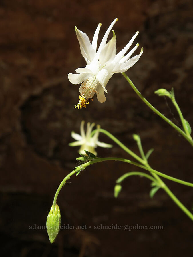 alcove/Mancos columbine (Aquilegia micrantha) [Grandstaff Canyon, Grand County, Utah]