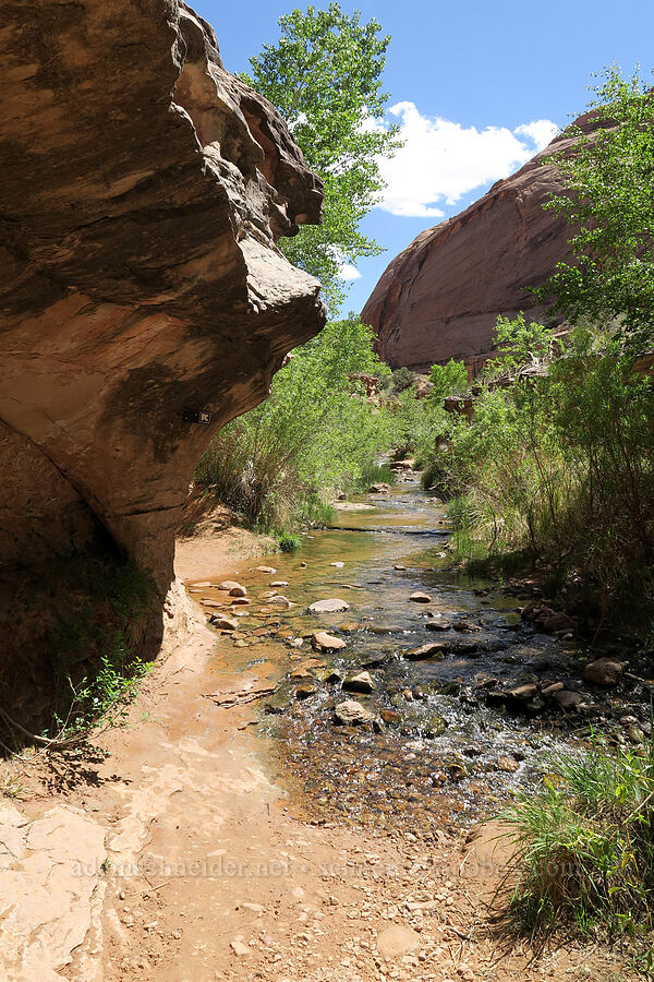 Grandstaff (Negro Bill) Creek [Grandstaff Canyon, Grand County, Utah]
