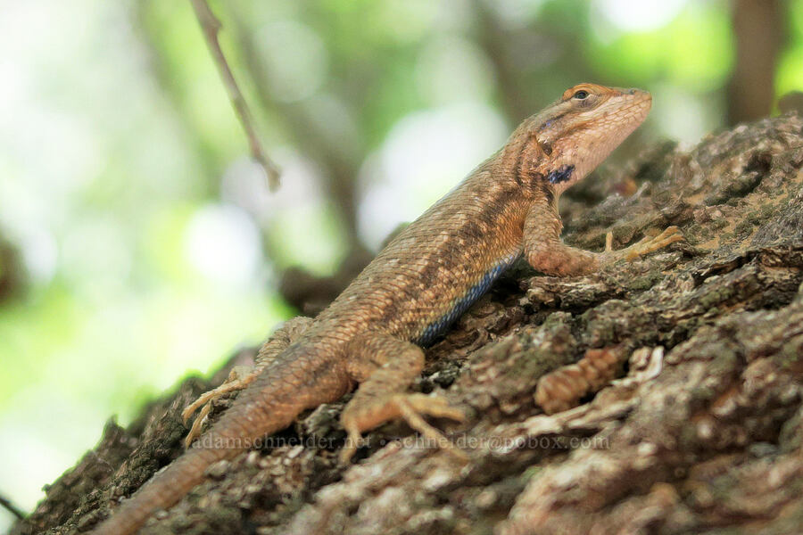sagebrush lizard (Sceloporus graciosus) [Grandstaff Canyon, Grand County, Utah]