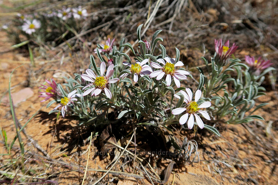 hoary Townsend daisy (Townsendia incana) [Grandstaff Canyon, Grand County, Utah]
