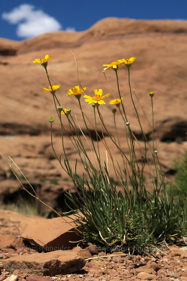 Ives' four-nerved daisy (
