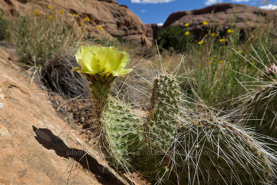 plains prickly-pear cactus (Opuntia polyacantha) [Grandstaff Canyon, Grand County, Utah]