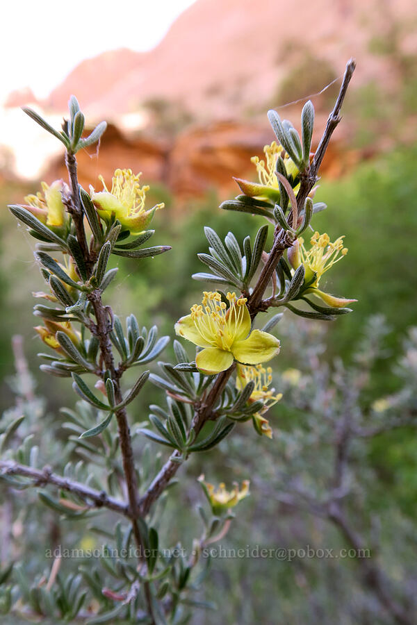 blackbrush (Coleogyne ramosissima) [Grandstaff Canyon, Grand County, Utah]