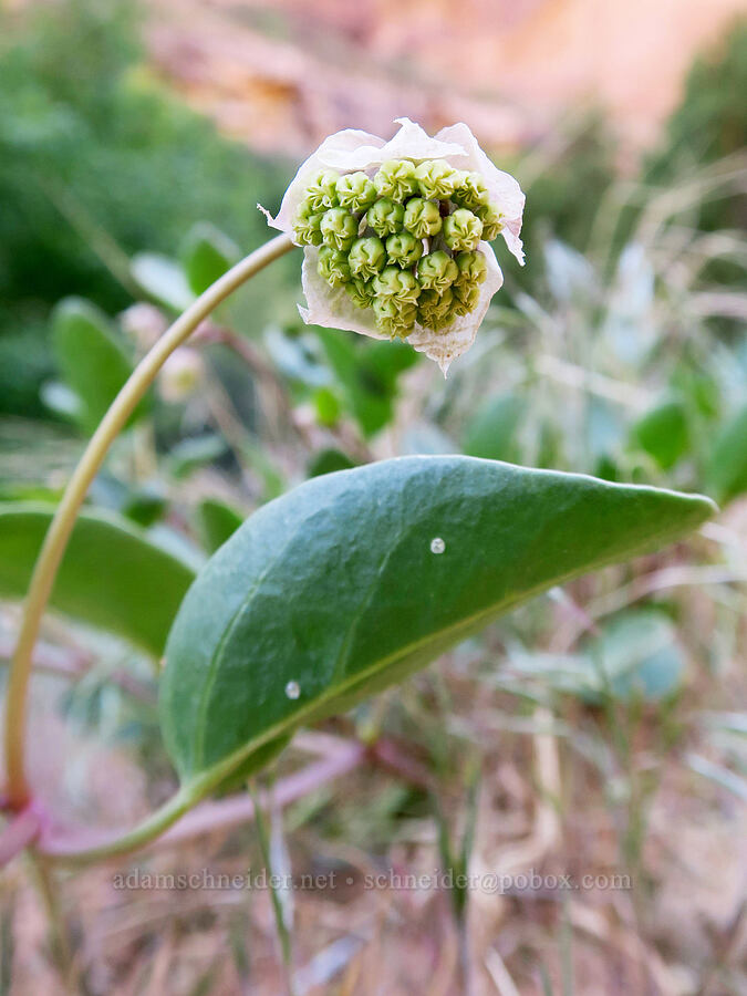 sweet sand-verbena (Abronia elliptica (Abronia fragrans)) [Grandstaff Canyon, Grand County, Utah]