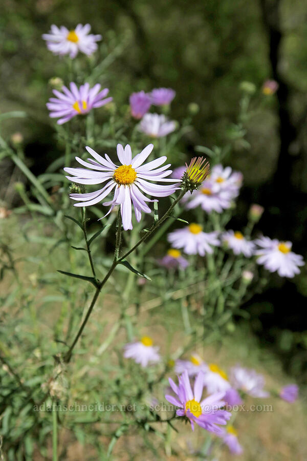 hoary tansy-aster (Dieteria canescens (Machaeranthera canescens)) [Grandstaff Canyon, Grand County, Utah]