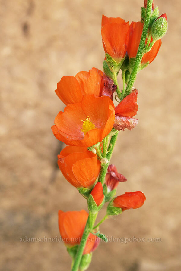 globe mallow (Sphaeralcea sp.) [Grandstaff Canyon, Grand County, Utah]