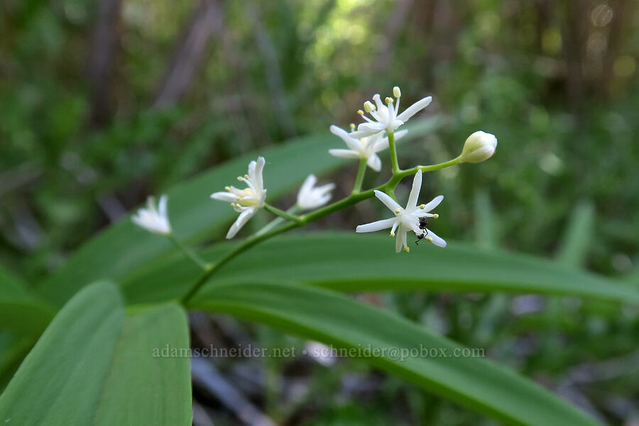 starry false-Solomon's-seal (Maianthemum stellatum (Smilacina stellata)) [Grandstaff Canyon, Grand County, Utah]