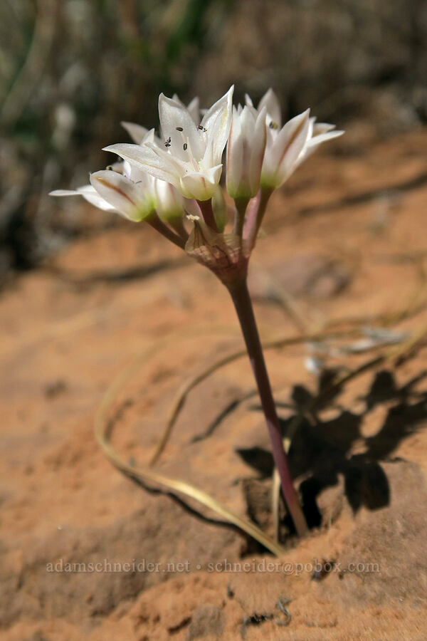 large-petaled onion (Allium macropetalum) [Grandstaff Canyon, Grand County, Utah]