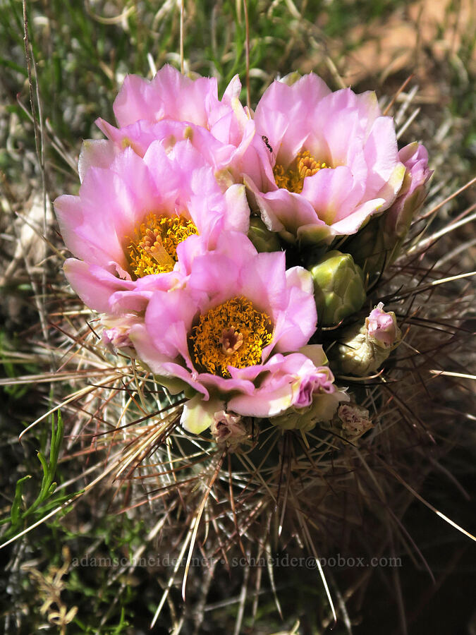 Whipple's fishhook cactus (Sclerocactus whipplei) [Grandstaff Canyon, Grand County, Utah]