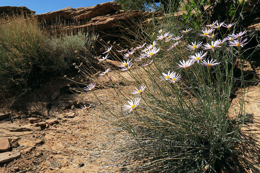 Utah daisies (Erigeron utahensis) [Grandstaff Canyon, Grand County, Utah]