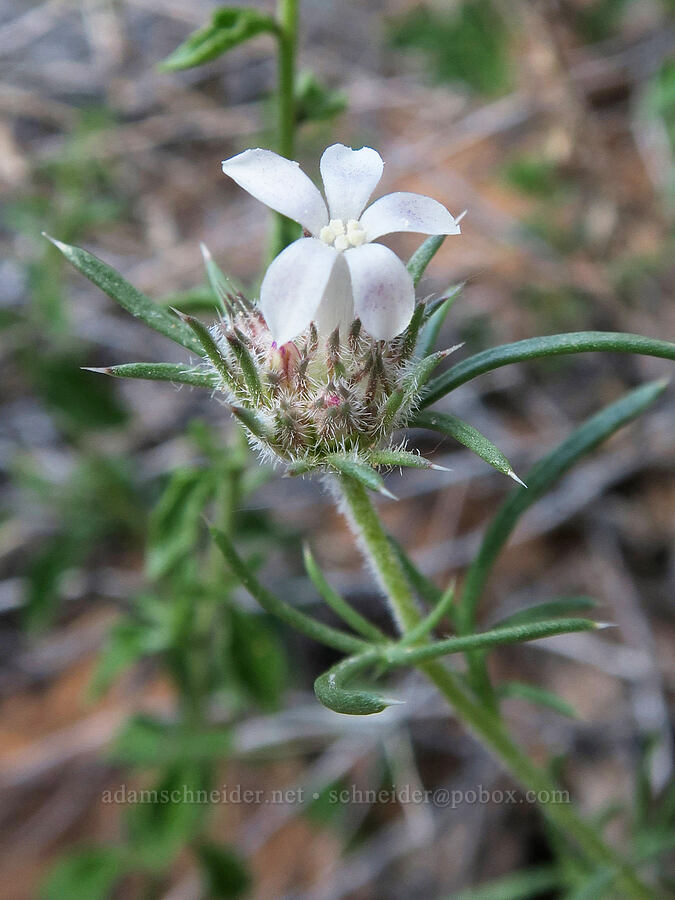 rosy sky-rocket (Ipomopsis roseata) [Grandstaff Canyon, Grand County, Utah]