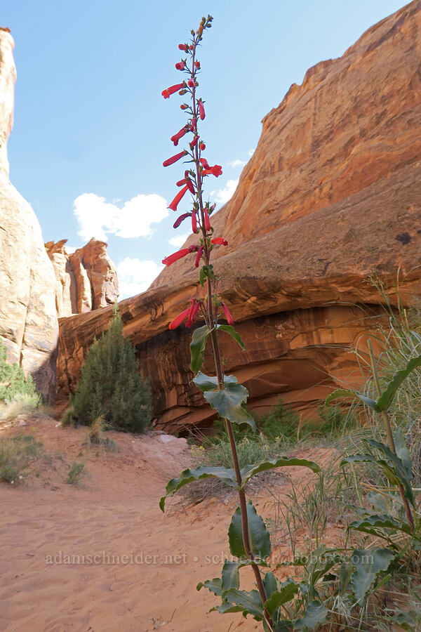 firecracker penstemon (Penstemon eatonii) [Grandstaff Canyon, Grand County, Utah]