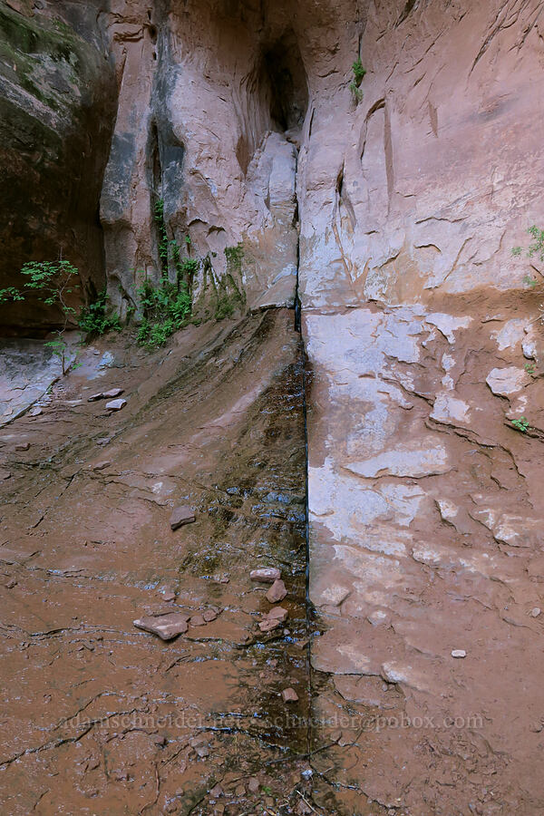 spring below Morning Glory Arch [Grandstaff Canyon, Grand County, Utah]