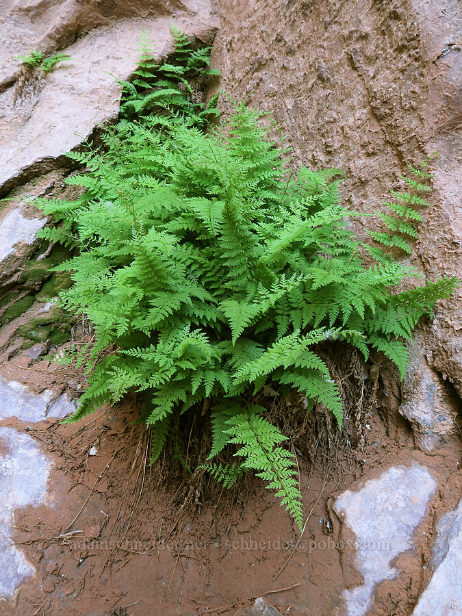 brittle bladder fern (Cystopteris fragilis) [Grandstaff Canyon, Grand County, Utah]
