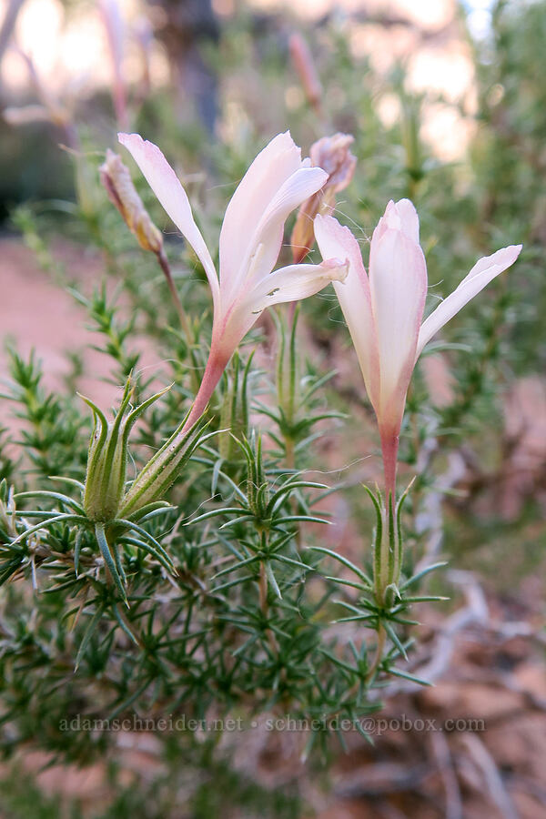 prickly phlox (Linanthus pungens (Leptodactylon pungens)) [Grandstaff Canyon, Grand County, Utah]