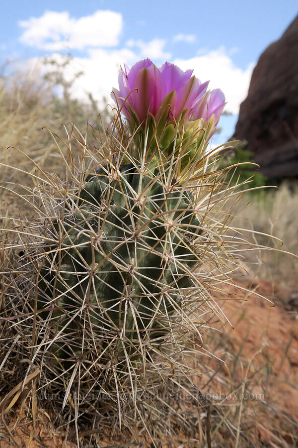 small-flower fishhook cactus (Sclerocactus parviflorus) [Grandstaff Canyon, Grand County, Utah]
