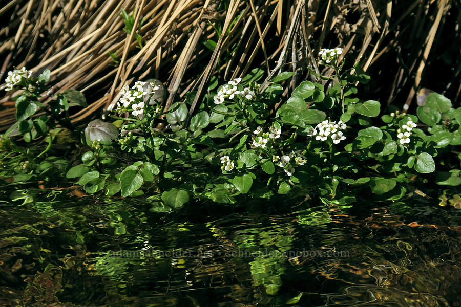 water cress (Nasturtium officinale) [Grandstaff Canyon, Grand County, Utah]