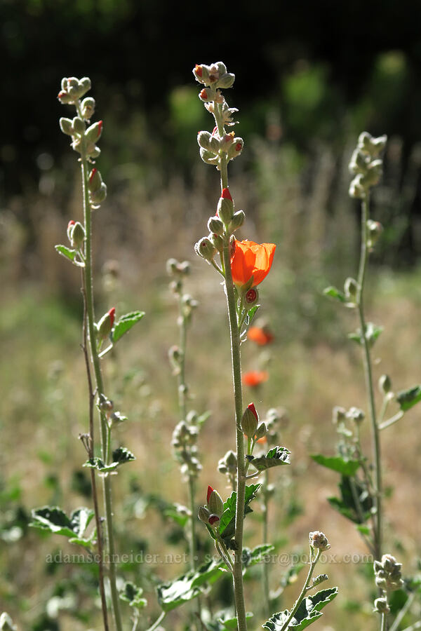 little-leaf globe mallow (Sphaeralcea parvifolia) [Grandstaff Canyon, Grand County, Utah]