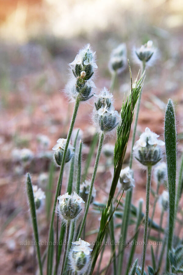 woolly plantain (Plantago patagonica) [Grandstaff Canyon, Grand County, Utah]