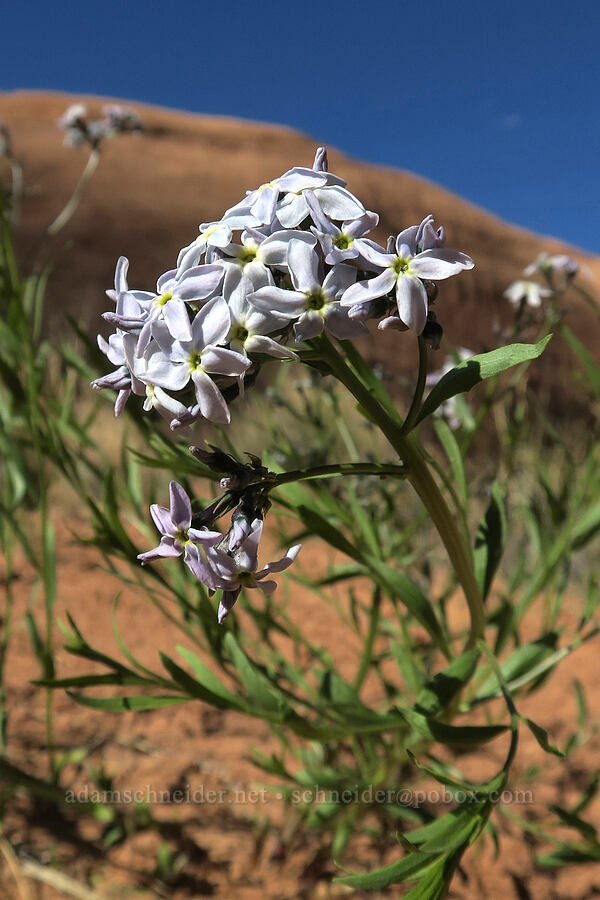 woolly blue-star (Amsonia tomentosa) [Grandstaff Canyon, Grand County, Utah]