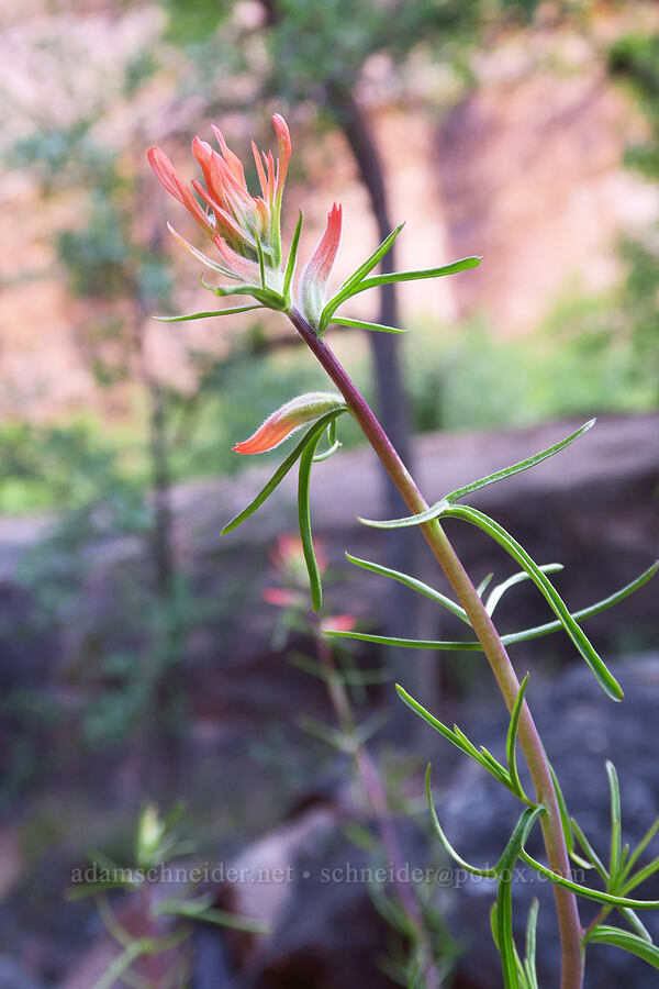 Wyoming paintbrush (Castilleja linariifolia) [Grandstaff Canyon, Grand County, Utah]