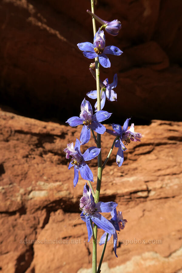 desert larkspur (Delphinium andersonii (Delphinium scaposum var. andersonii)) [Fisher Towers Trail, Grand County, Utah]