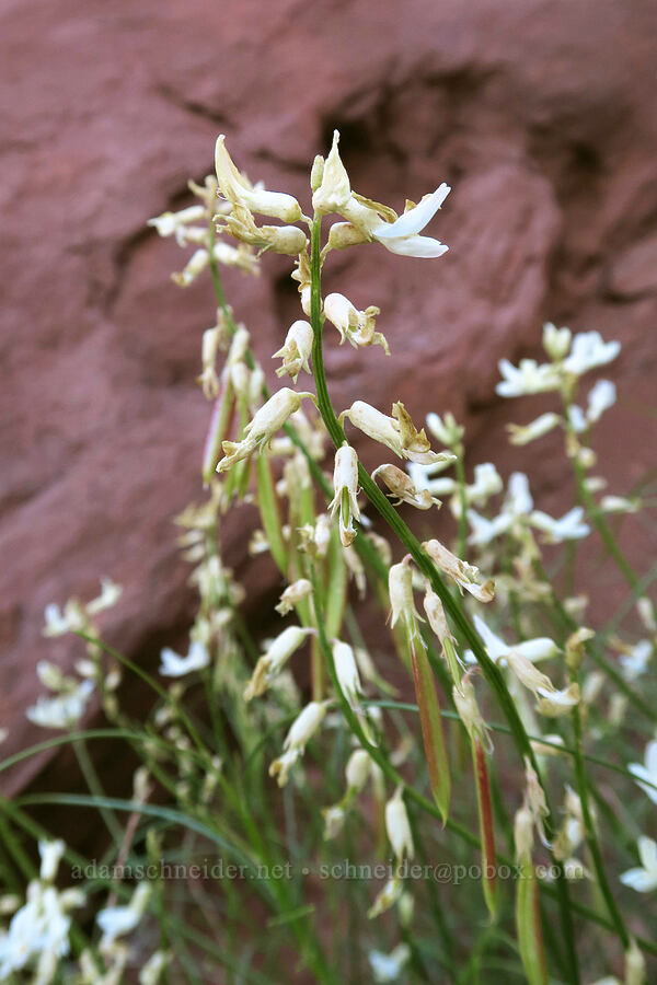 long-pod milk-vetch (Astragalus lonchocarpus) [Fisher Towers Trail, Grand County, Utah]