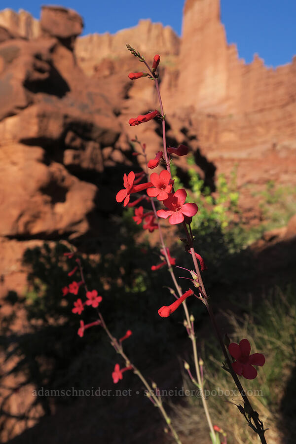 Utah penstemon (Penstemon utahensis) [Fisher Towers Trail, Grand County, Utah]