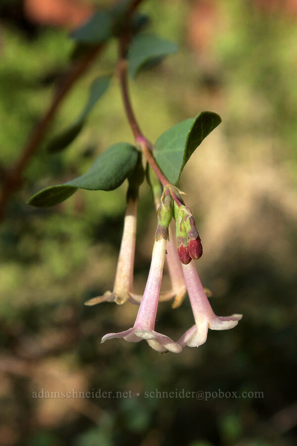 desert snowberry (Symphoricarpos longiflorus) [Fisher Towers Trail, Grand County, Utah]