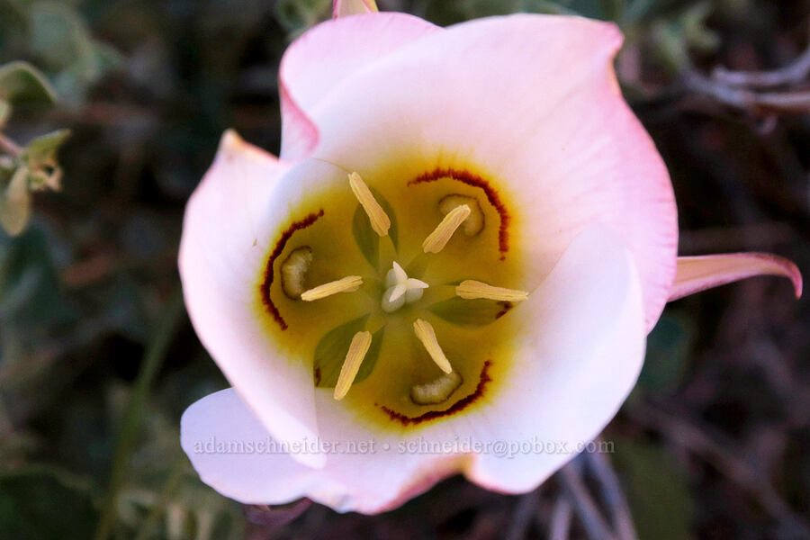sego lily (Calochortus nuttallii) [Fisher Towers Trail, Grand County, Utah]