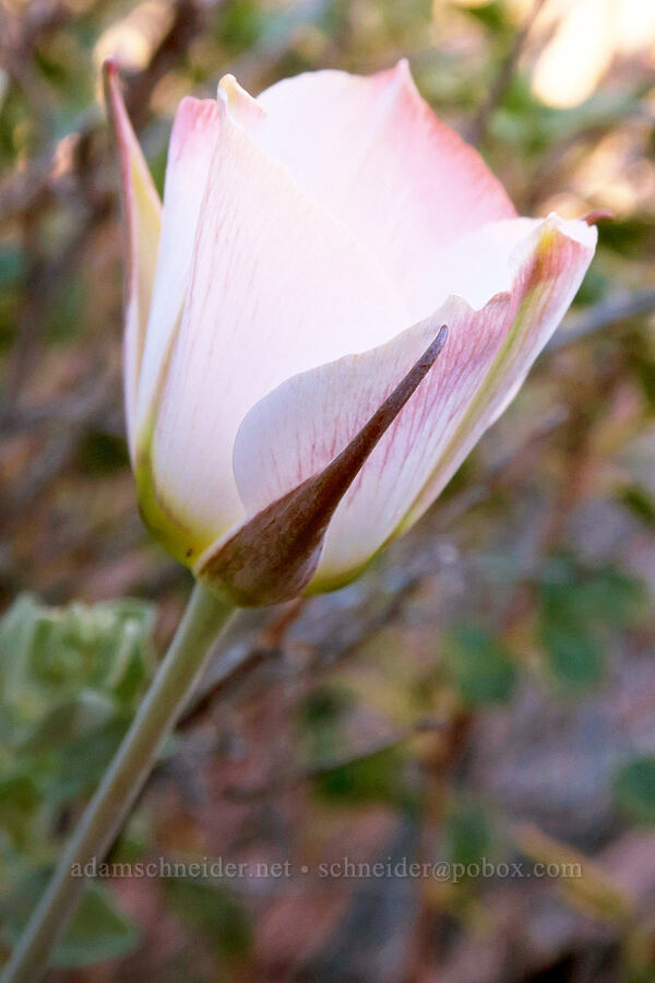 sego lily (Calochortus nuttallii) [Fisher Towers Trail, Grand County, Utah]