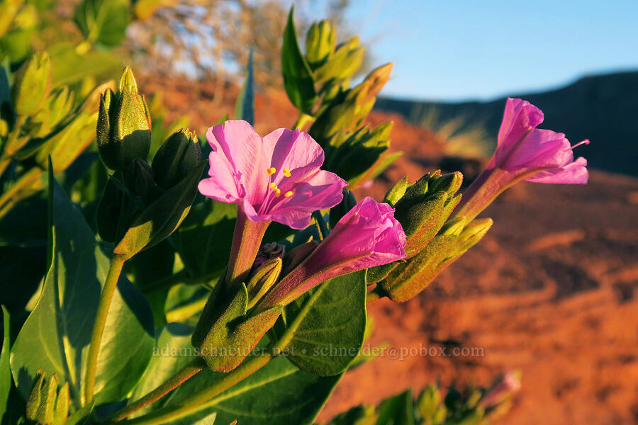 showy four-o'-clocks (Mirabilis multiflora) [Fisher Towers Trail, Grand County, Utah]