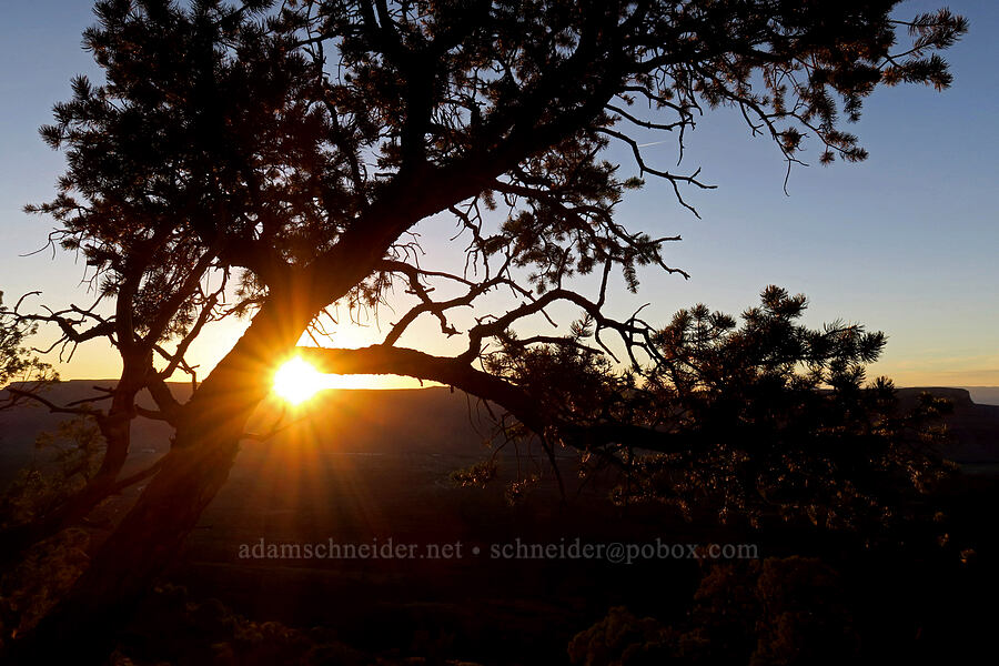 Colorado pinyon at sunset (Pinus edulis) [Fisher Towers Trail, Grand County, Utah]