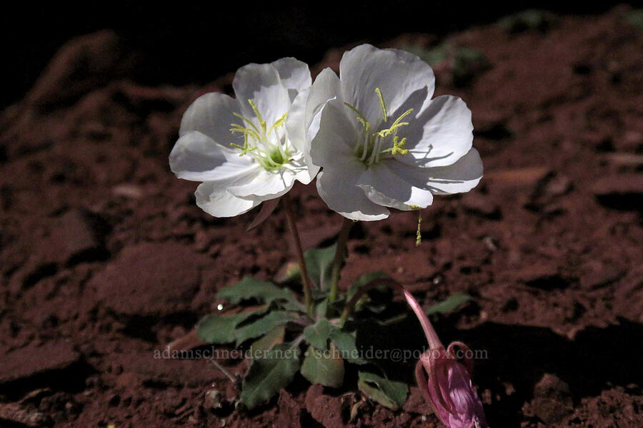 evening-primrose in the moonlight (Oenothera caespitosa) [Fisher Towers Trail, Grand County, Utah]