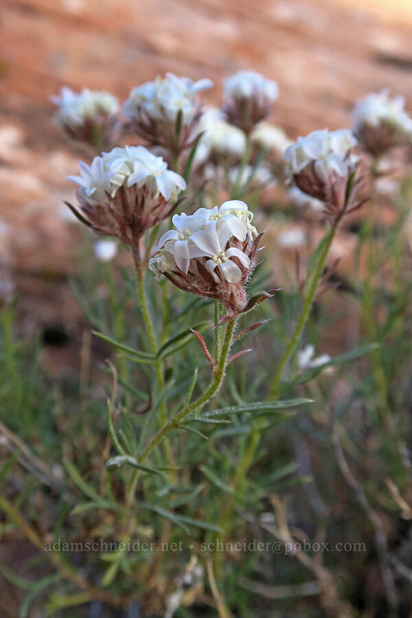 rosy sky-rocket (Ipomopsis roseata) [Funnel Arch Trail, Moab, Grand County, Utah]