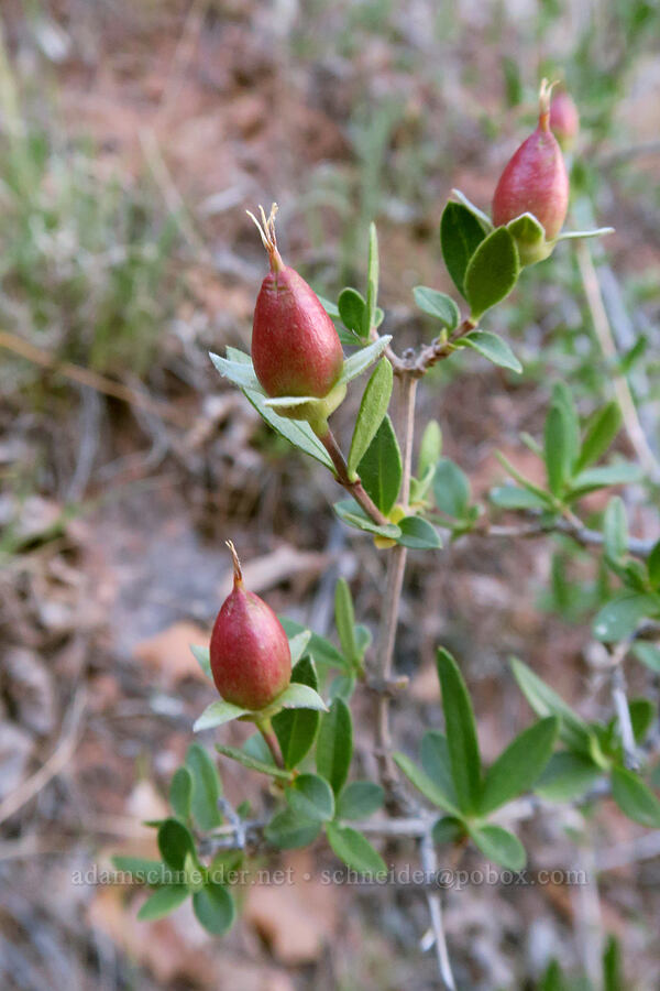 cliff fendler-bush fruits (Fendlera rupicola) [Kane Creek side canyon, Moab, Grand County, Utah]