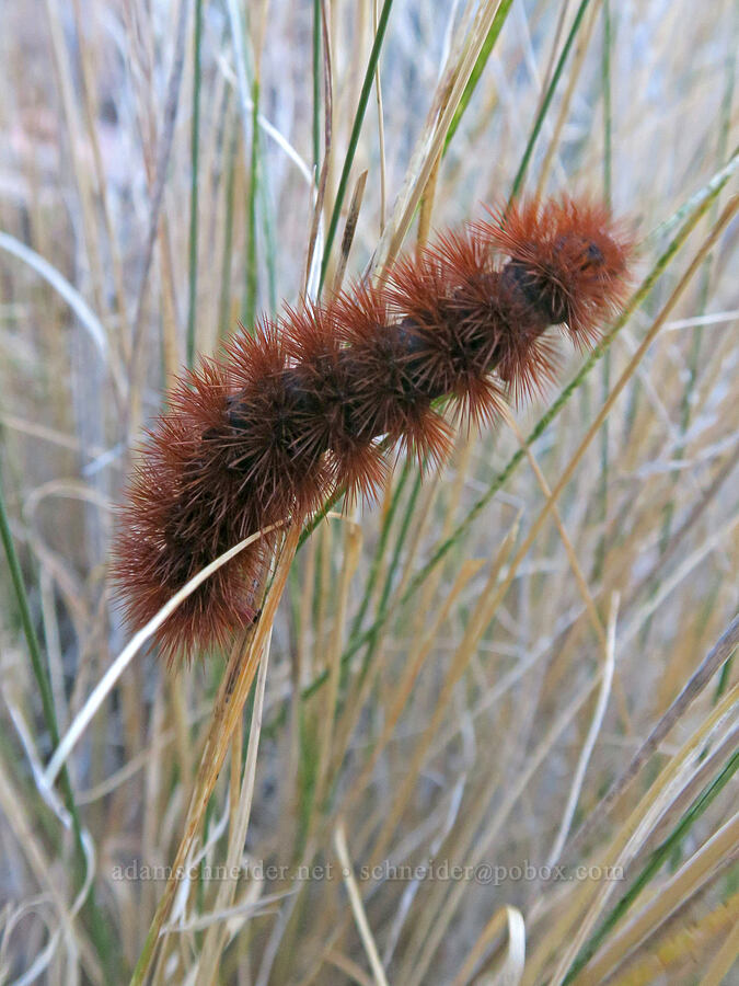 tiger moth caterpillar [Kane Creek side canyon, Moab, Grand County, Utah]
